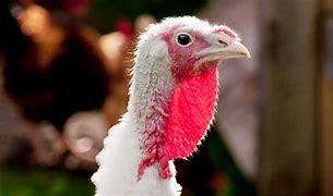 turkeys voting for christmas